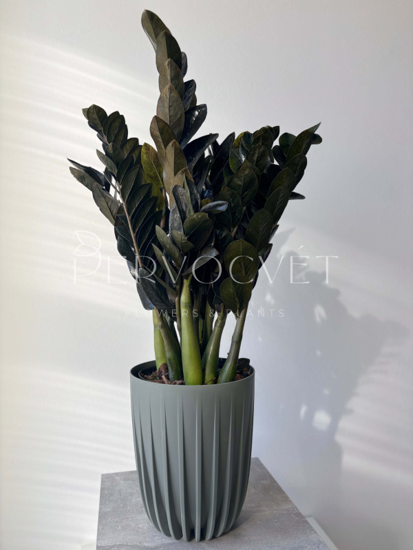 Замиокулькас Черный Принц Равен 80 см