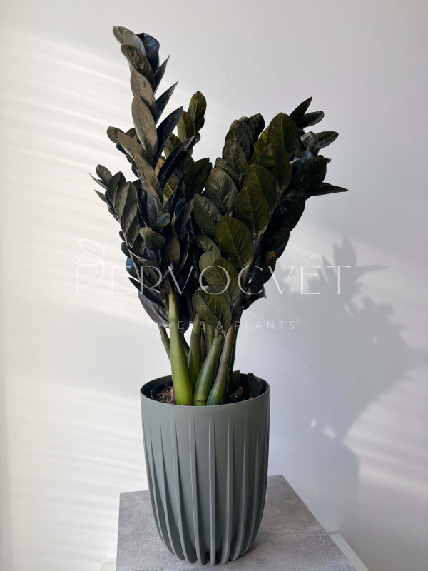 Замиокулькас Черный Принц Равен 80 см