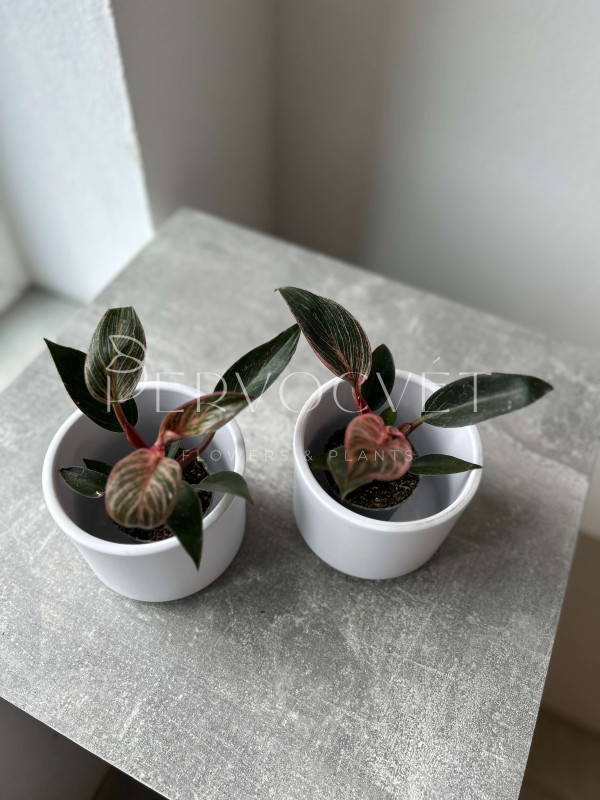 Филодендрон Пинк Бикини 10 см