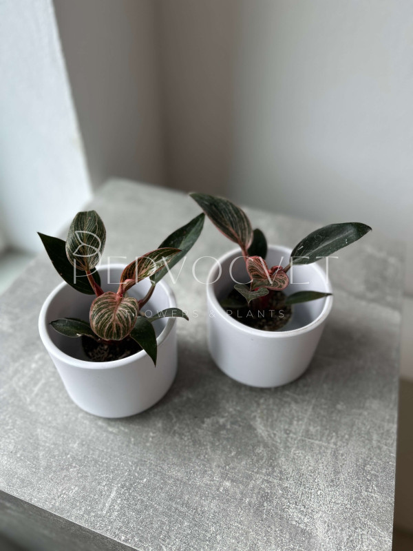 Филодендрон Пинк Бикини 10 см