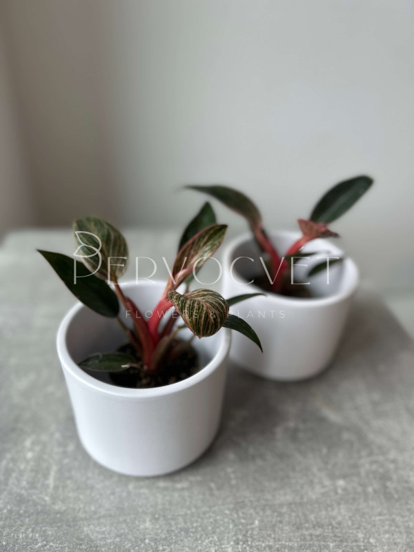 Филодендрон Пинк Бикини 10 см