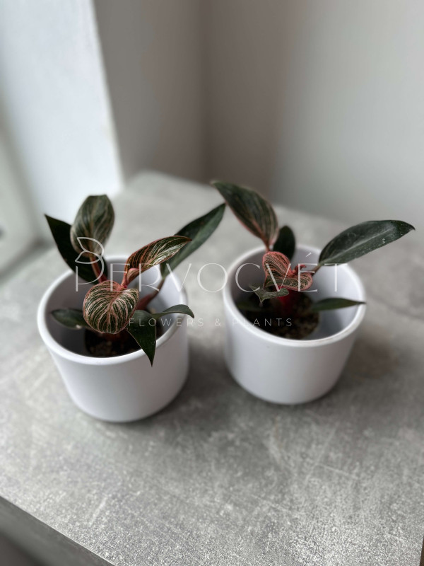 Филодендрон Пинк Бикини 10 см