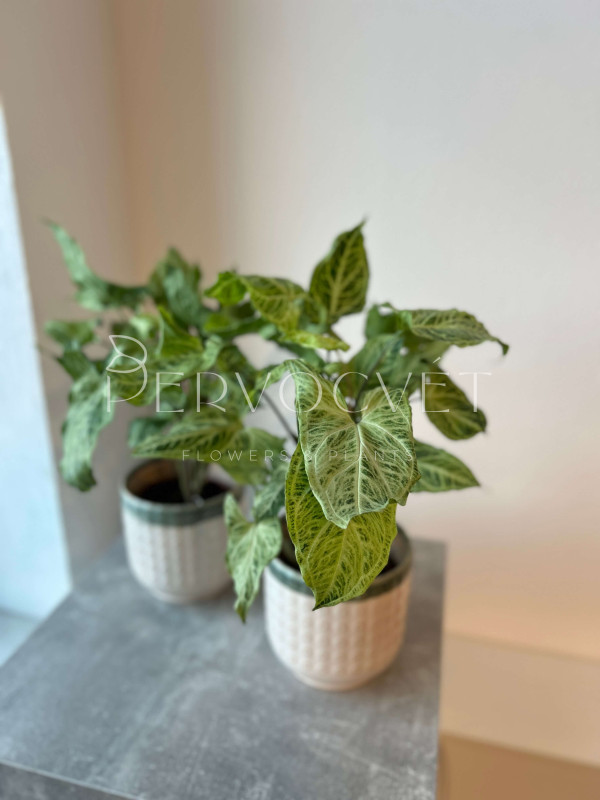 Сингониум Батик 30 см