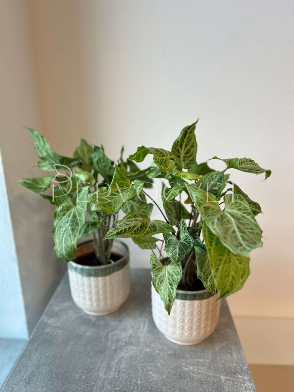 Сингониум Батик 30 см