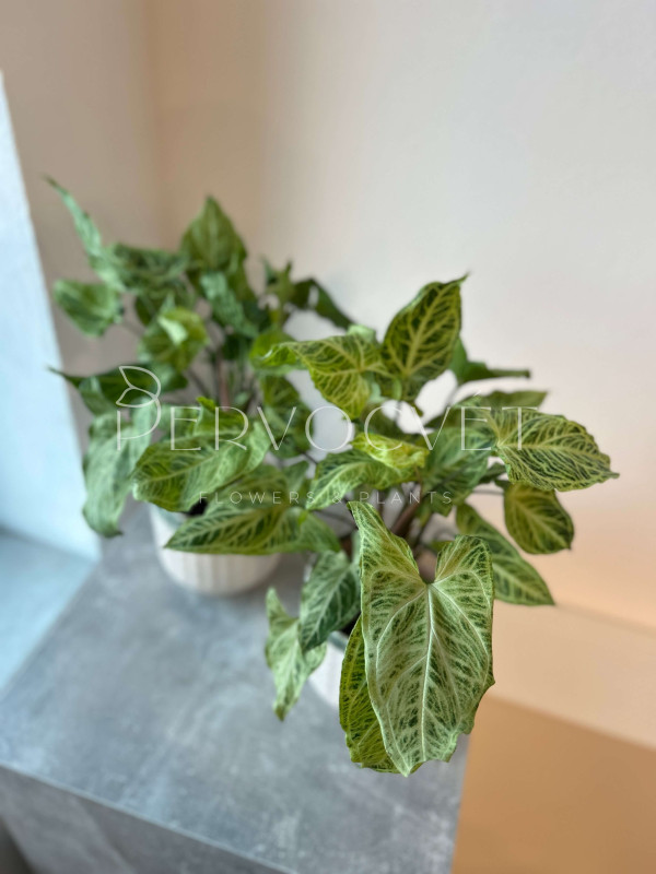 Сингониум Батик 30 см