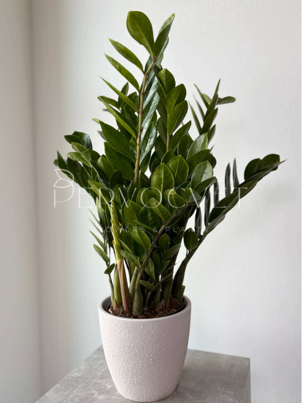 Замиокулькас Лоддигеза 70 см