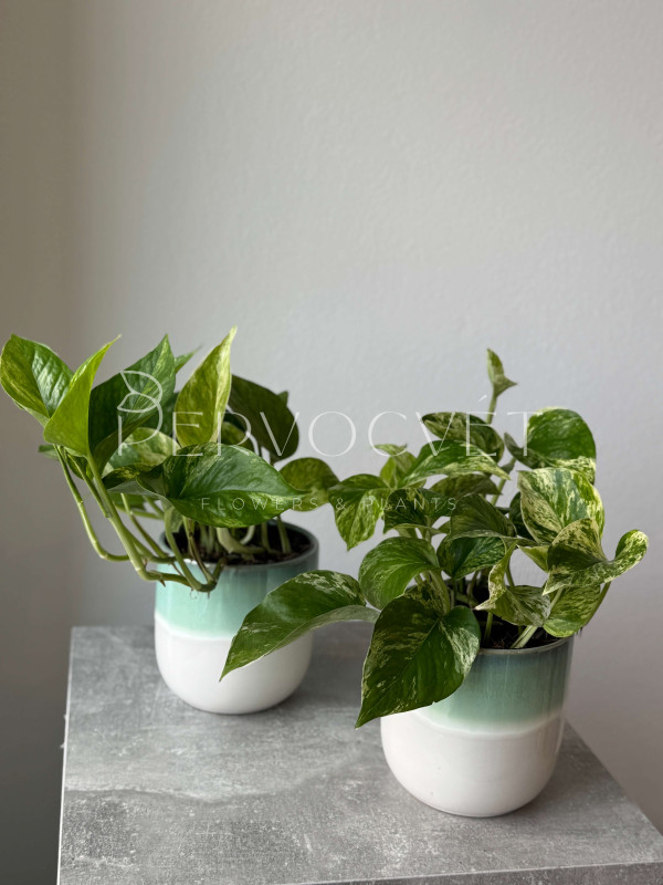 Эпипремнум Марбл Квин 25 см