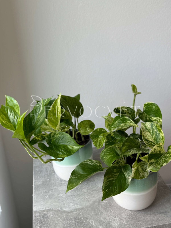 Эпипремнум Марбл Квин 25 см