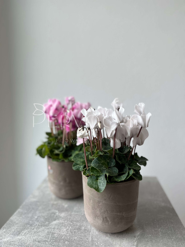 Цикламен Персидский 20 см