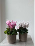 Цикламен Персидский 20 см