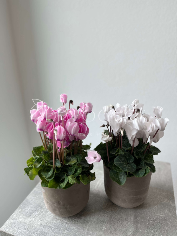 Цикламен Персидский 20 см