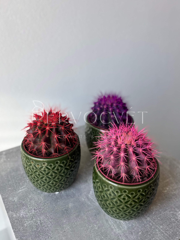 Эхинокактус Грузони Крашеный д 11 см