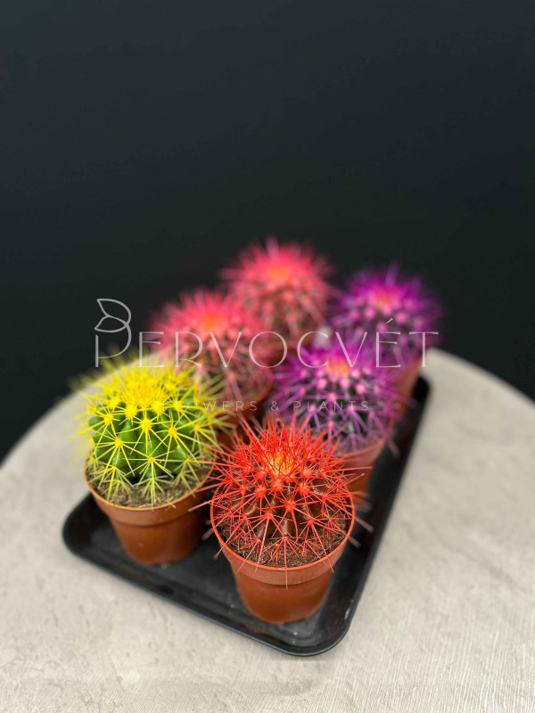 Эхинокактус Грузони Крашеный д 9 см