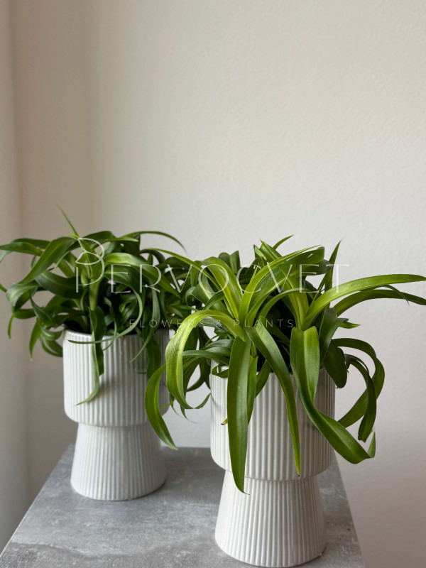 Хлорофитум Грин Бонни 30 см