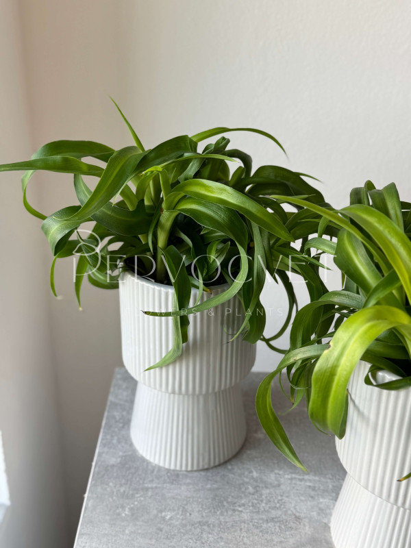 Хлорофитум Грин Бонни 30 см