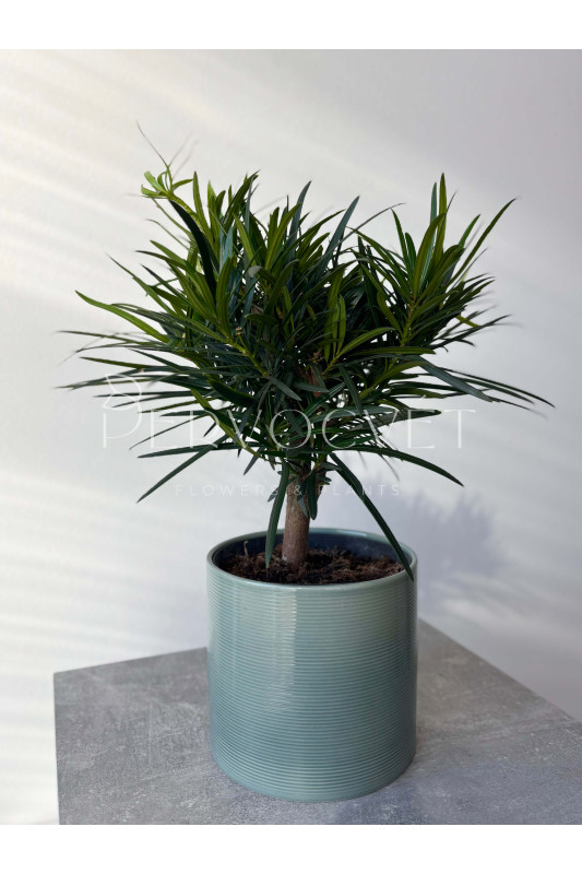 Подокарпус 40 см