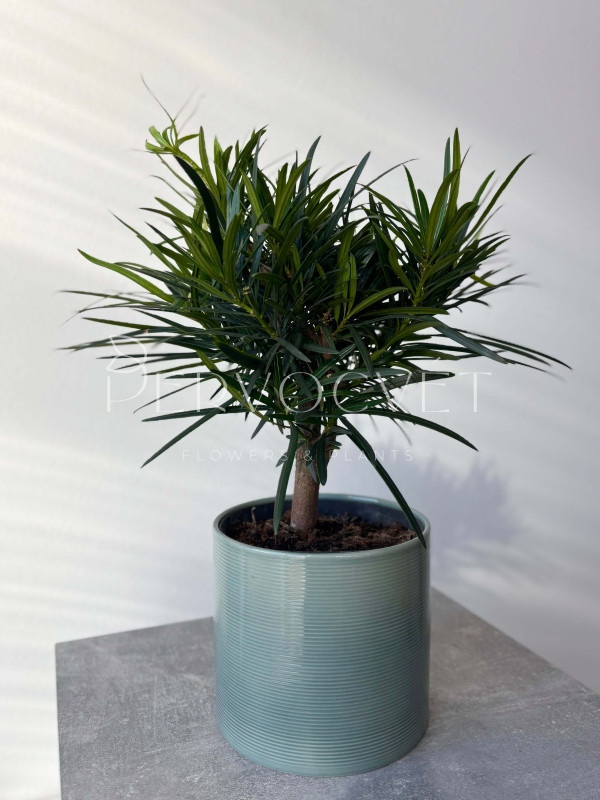 Подокарпус 40 см