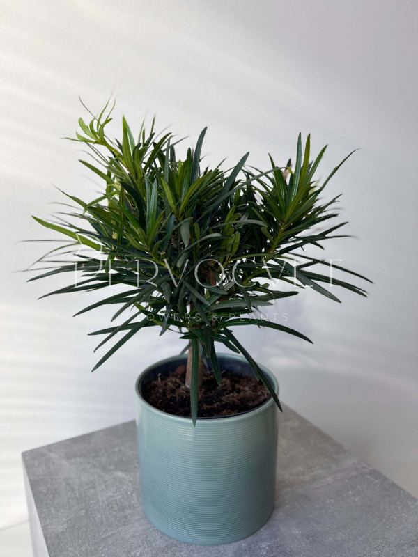 Подокарпус 40 см