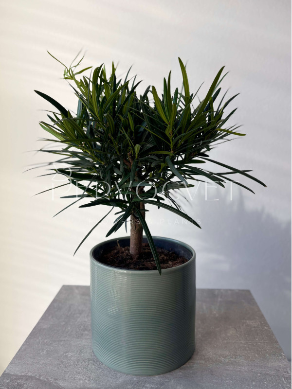 Подокарпус 40 см