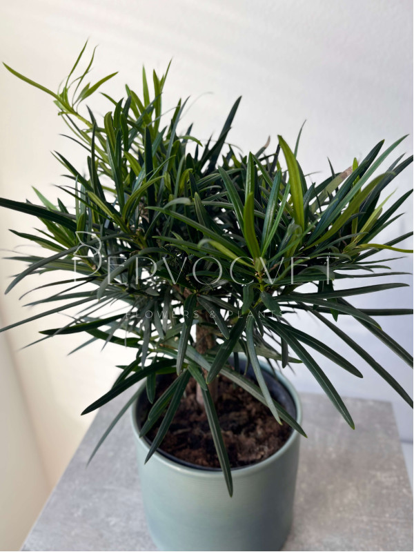 Подокарпус 40 см