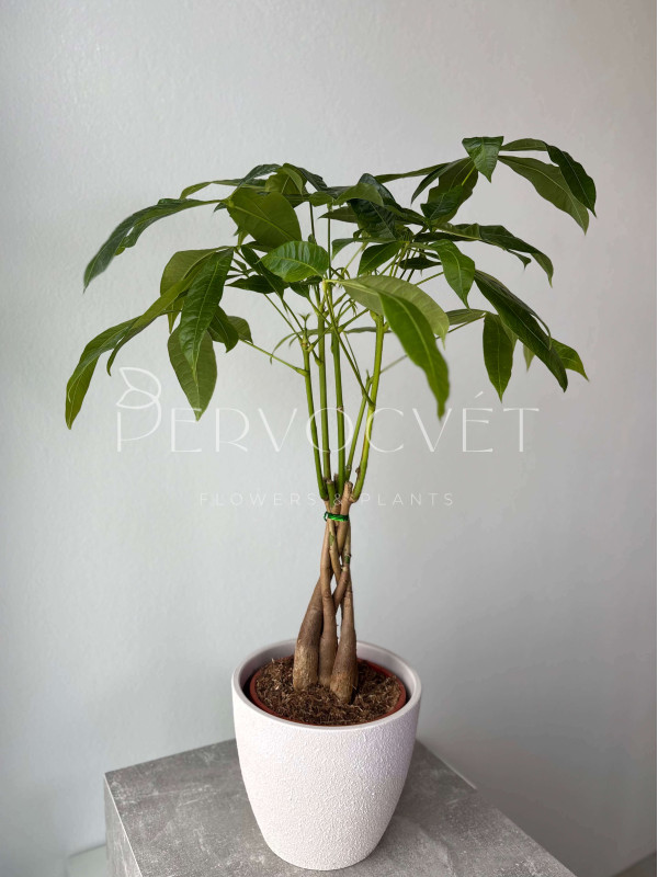 Пахира Акватика 70 см