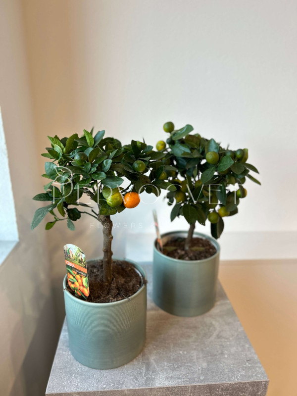 Каламондин Цитрофортунелла 50 см