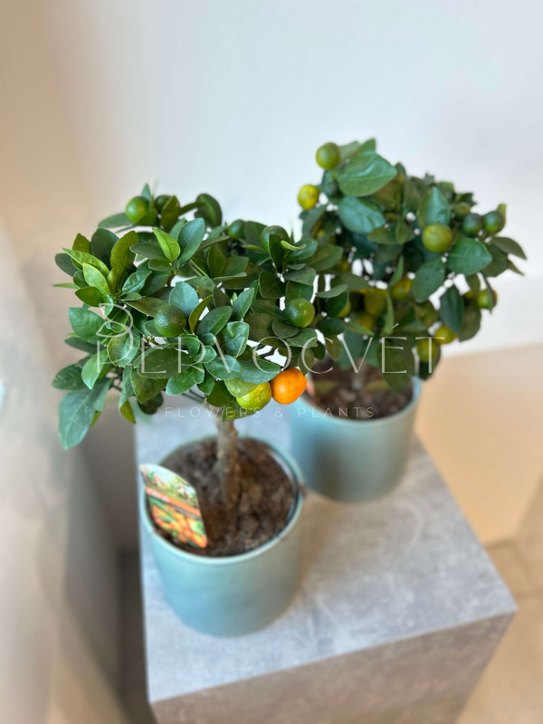 Каламондин Цитрофортунелла 50 см