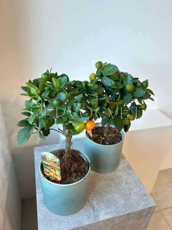 Каламондин Цитрофортунелла 50 см