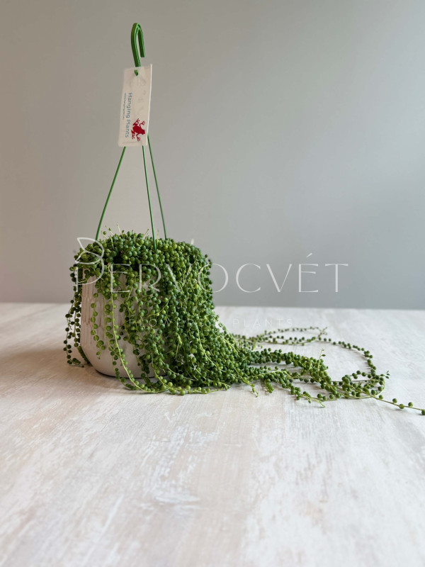 Сенецио Роули (Крестовник) 30 см