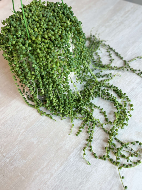 Сенецио Роули (Крестовник) 30 см