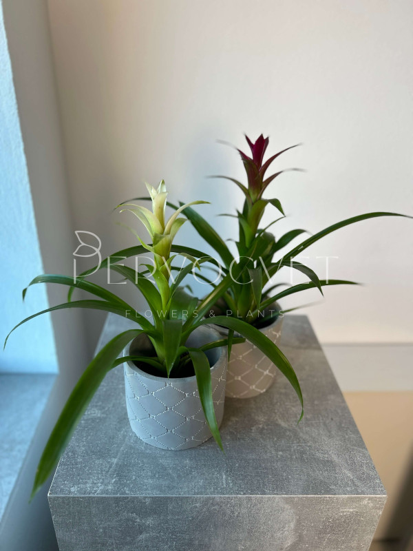 Гузмания Микс 40 см