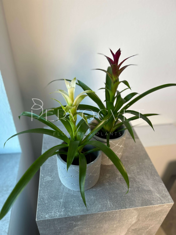 Гузмания Микс 40 см