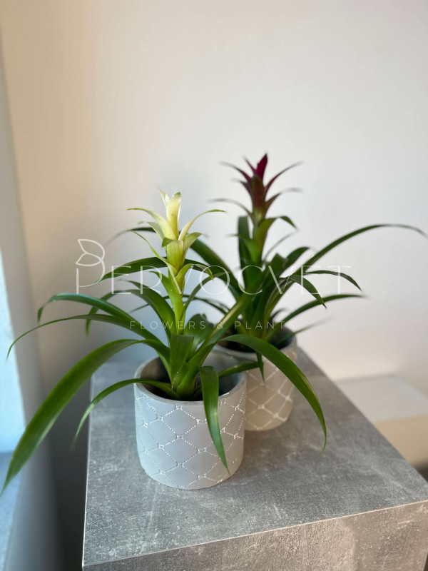 Гузмания Микс 40 см