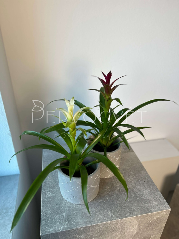 Гузмания Микс 40 см