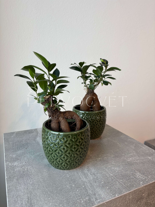 Фикус Микрокарпа Гинсенг 20 см