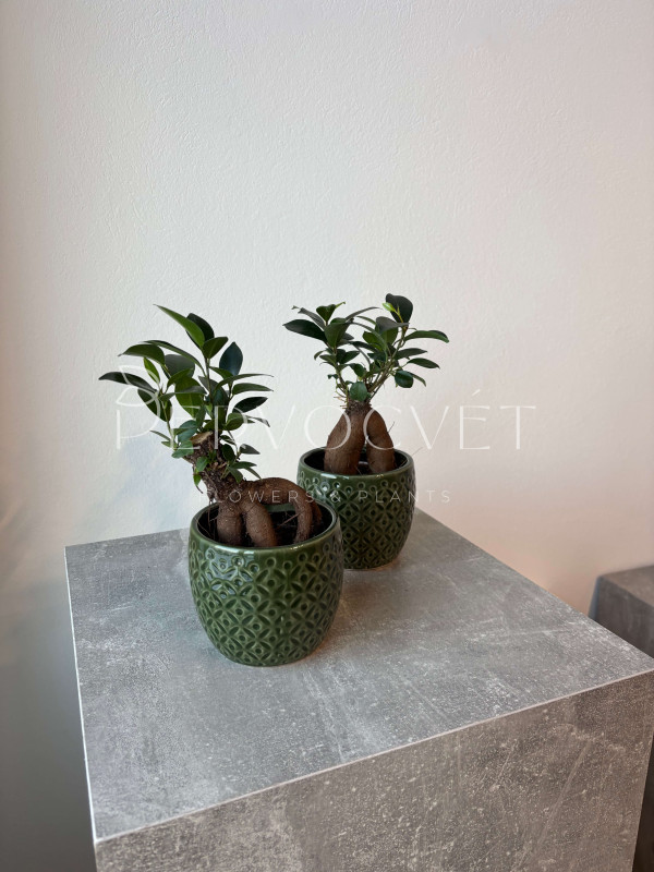 Фикус Микрокарпа Гинсенг 20 см