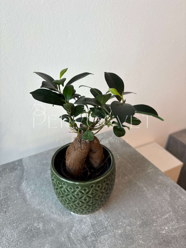 Фикус Микрокарпа Гинсенг 20 см