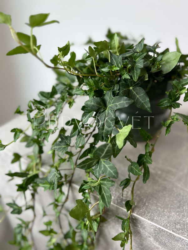 Хедера Зеленолистная Шамрок 80 см