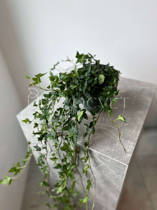 Хедера Зеленолистная Шамрок 80 см