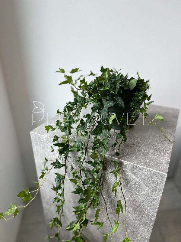 Хедера Зеленолистная Шамрок 80 см