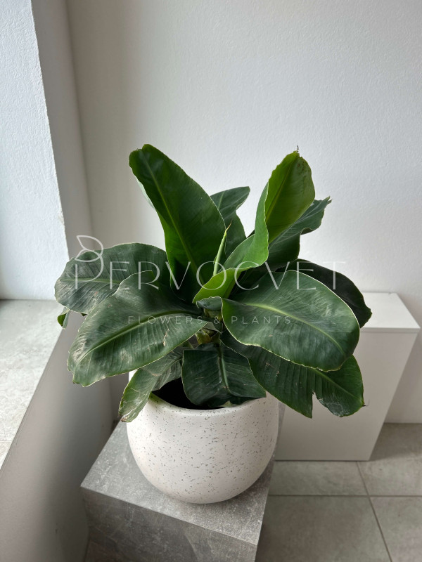 Банан Комнатный 70 см