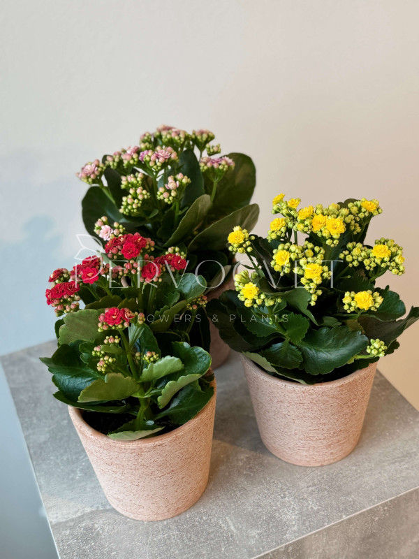 Каланхоэ Каландива 20 см