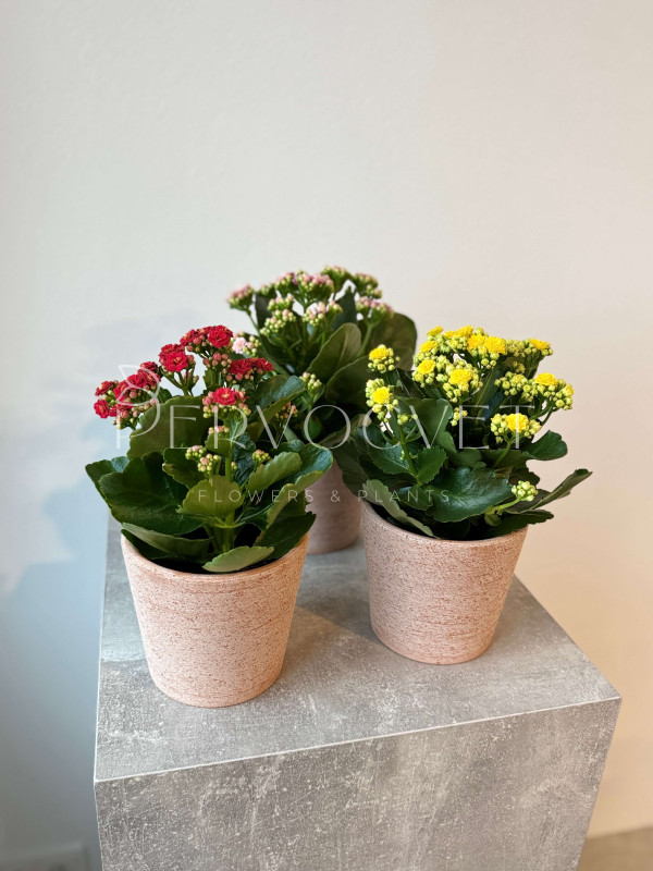 Каланхоэ Каландива 20 см