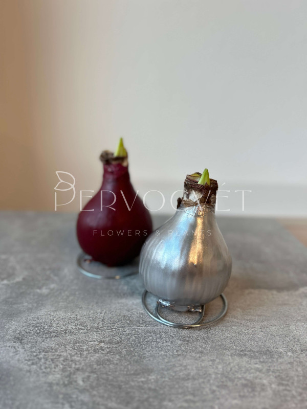 Амариллис в воске (луковица)