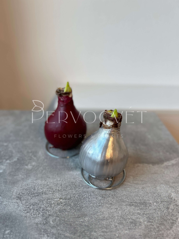 Амариллис в воске (луковица)