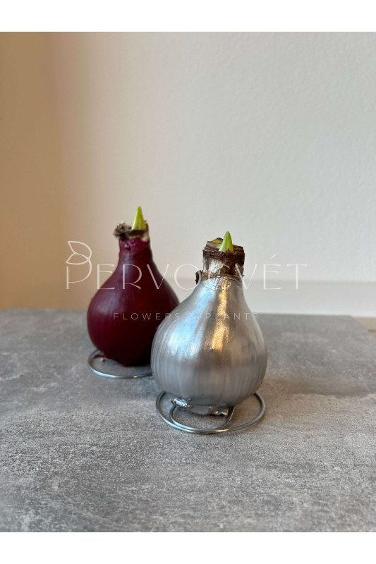 Амариллис в воске (луковица)