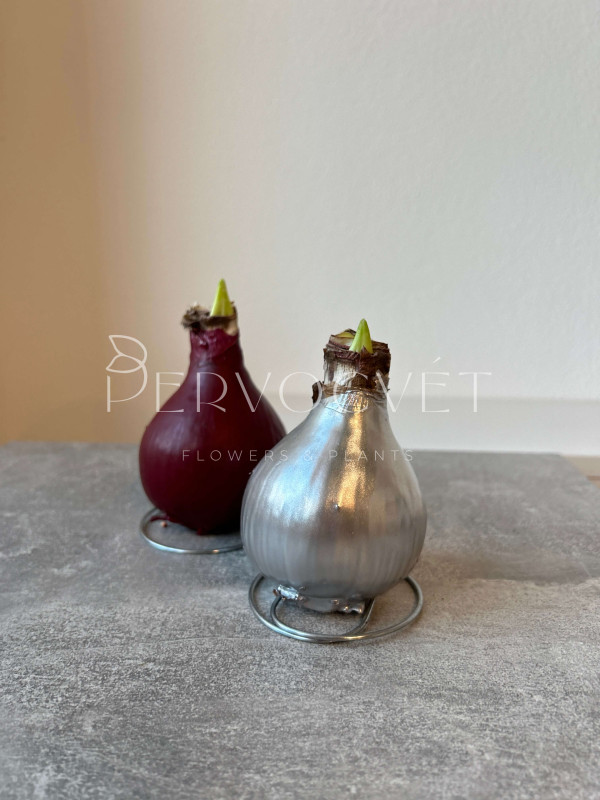 Амариллис в воске (луковица)