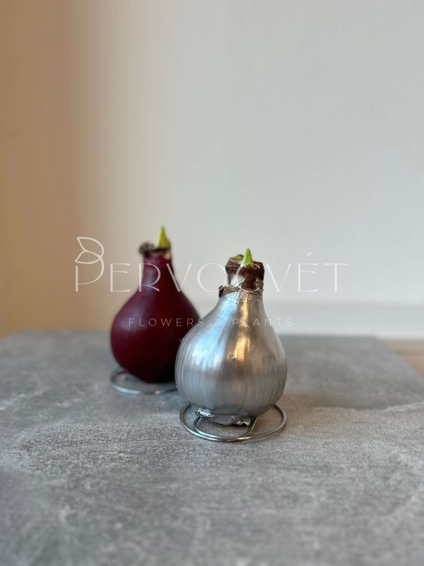 Амариллис в воске (луковица)