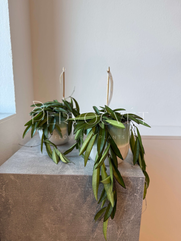 Хойя Вайети 10 см