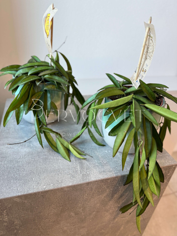 Хойя Вайети 10 см